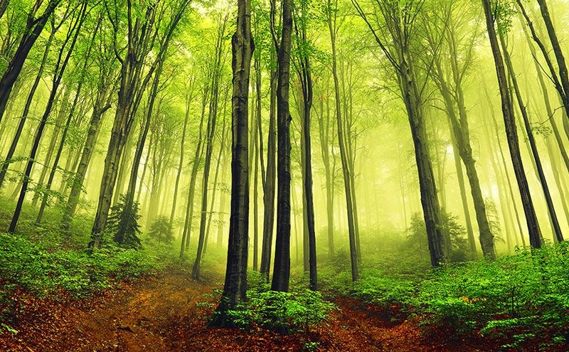 La tendance coloristique de l'ameublement 2019 sera le vert forêt!